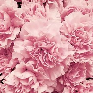 Meet your Posher, Bella